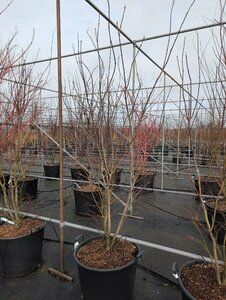Acer palmatum 'Atropurpureum' 125/150 C. - afbeelding 5