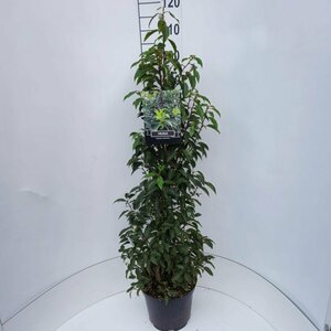 Prunus lusitanica 'Angustifolia' 50/60 KL. Bol - afbeelding 14