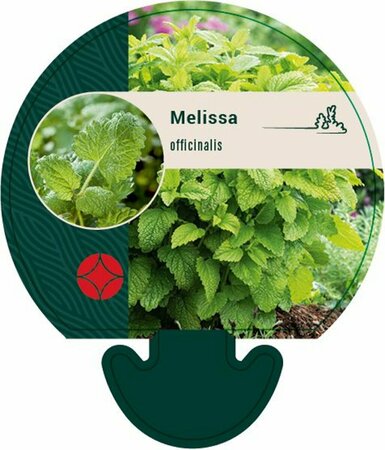 Melissa officinalis C1.5 - afbeelding 1