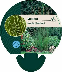 Molinia caerulea 'Heidebraut' C2 - afbeelding 3