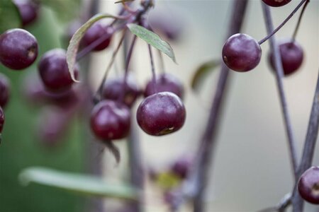 Malus 'Royal Beauty' 8-10 C.  - afbeelding 1