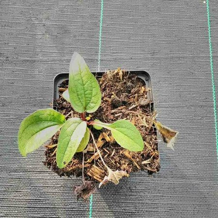 Echinacea purpurea 'Leuchtstern' P9 - afbeelding 3