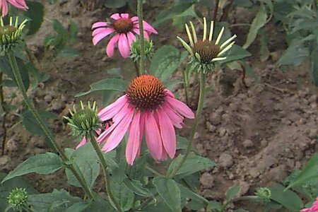 Echinacea purpurea 'Leuchtstern' P9 - afbeelding 1