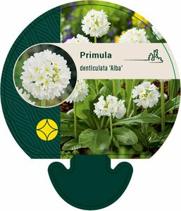 Primula denticulata 'Alba' P9 - afbeelding 1