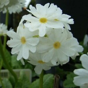 Primula denticulata 'Alba' P9 - afbeelding 2