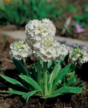 Primula denticulata 'Alba' P9 - afbeelding 4