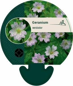 Geranium versicolor P9 - afbeelding 4