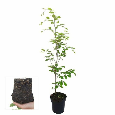 Fagus sylvatica 50/60 W. - afbeelding 11