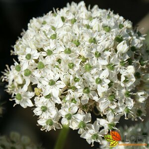 Allium nigrum P9 - afbeelding 2