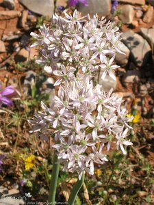 Allium nigrum P9 - afbeelding 1