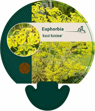 Euphorbia 'Ascot Rainbow' P9 - afbeelding 3