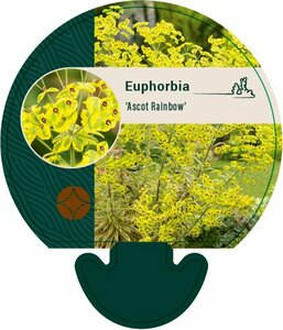 Euphorbia 'Ascot Rainbow' P9 - afbeelding 3