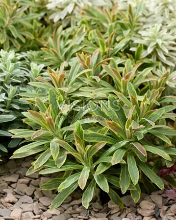 Euphorbia 'Ascot Rainbow' P9 - afbeelding 1