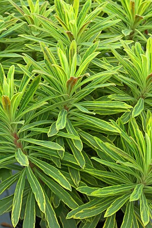 Euphorbia 'Ascot Rainbow' P9 - afbeelding 2