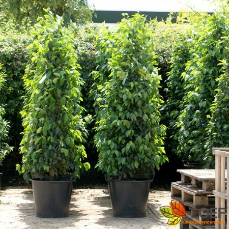 Prunus lusitanica 40/50 C. Bol - afbeelding 2