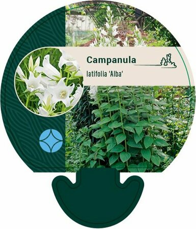 Campanula latifolia 'Alba' P9 - afbeelding 1