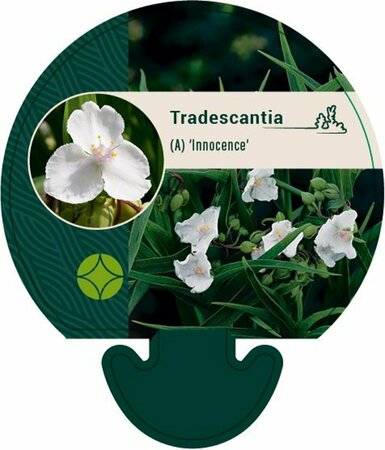 Tradescantia andersoniana 'Innocence' P9 - afbeelding 1