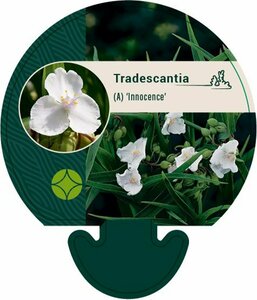 Tradescantia andersoniana 'Innocence' P9