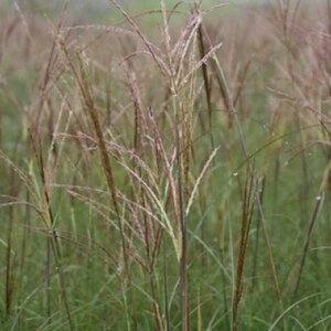 Miscanthus sinensis 'Adagio' C1.5 - afbeelding 2