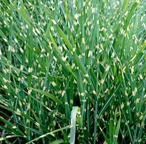 Miscanthus sinensis 'Strictus' C1.5 - afbeelding 4