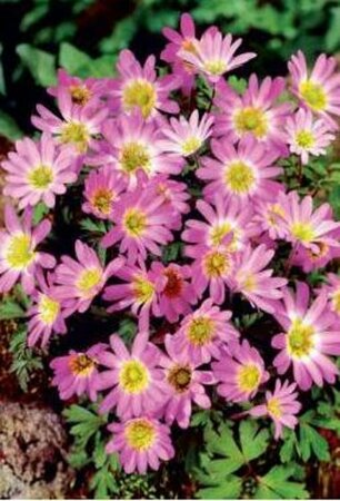 Anemone blanda 'Pink Star' P9