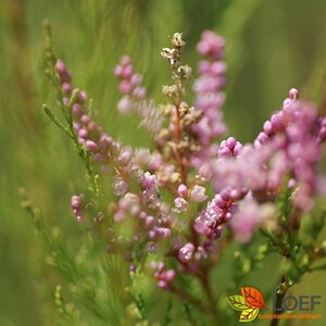 Tamarix ramosissima 'Pink Cascade' 100/125 C. - afbeelding 2