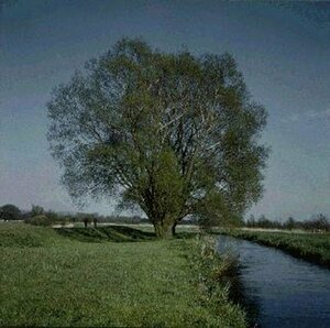 Salix alba ST. 200 14-16 C.   - afbeelding 1