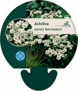 Achillea ptarmica 'Nana Compacta' P9 - afbeelding 3