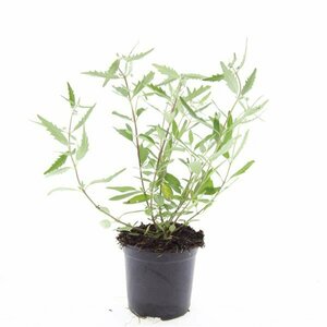 Caryopteris clandonensis 'Heavenly Blue' C2 - afbeelding 9