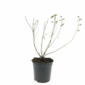 Caryopteris clandonensis 'Heavenly Blue' C2 - afbeelding 5