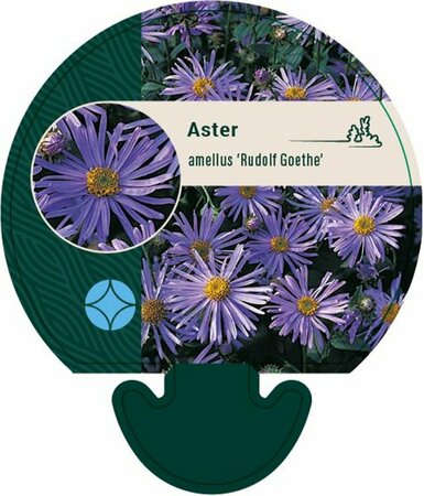 Aster amellus 'Rudolf Goethe' C2 - afbeelding 4