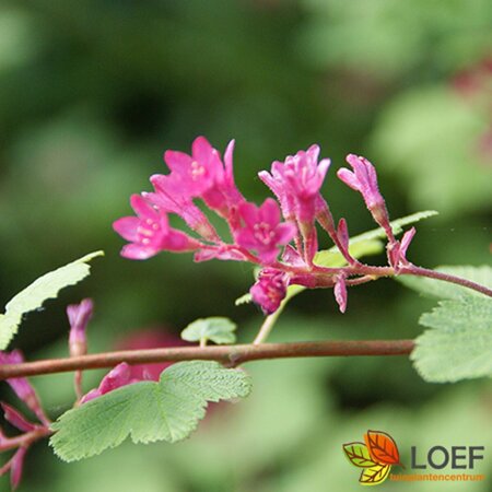 Ribes sanguineum 'King Edward VII' 80/100 W. - afbeelding 1