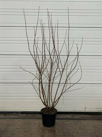 Ribes sanguineum 'King Edward VII' 80/100 W. - afbeelding 3