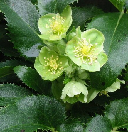 Helleborus argutifolius C2 - afbeelding 3