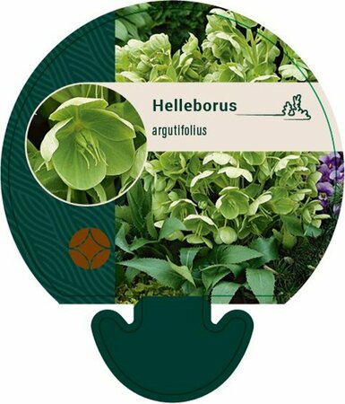 Helleborus argutifolius C2 - afbeelding 7
