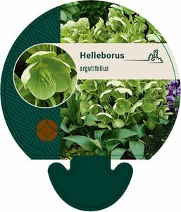 Helleborus argutifolius C2 - afbeelding 7