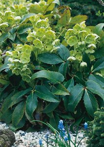 Helleborus argutifolius C2 - afbeelding 5