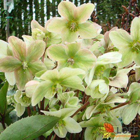Helleborus argutifolius C2 - afbeelding 2