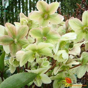 Helleborus argutifolius C2 - afbeelding 2
