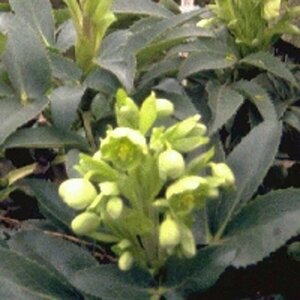 Helleborus argutifolius C2 - afbeelding 6