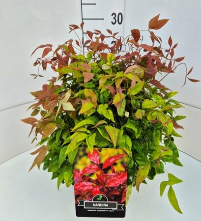 Nandina domestica 'Blush Pink' 25/30 C. - afbeelding 1