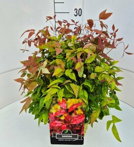 Nandina domestica 'Blush Pink' 25/30 C. - afbeelding 1