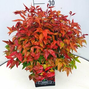 Nandina domestica 'Blush Pink' 25/30 C. - afbeelding 2