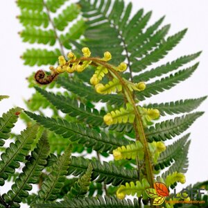 Dryopteris wallichiana P9 - afbeelding 1