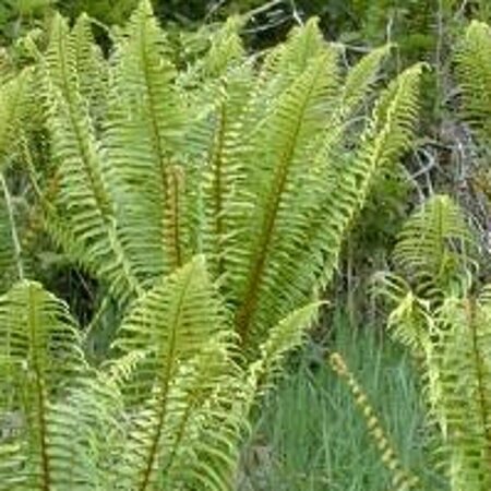 Dryopteris wallichiana P9 - afbeelding 5