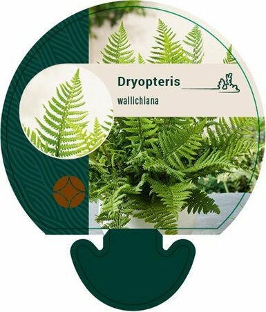 Dryopteris wallichiana P9 - afbeelding 4