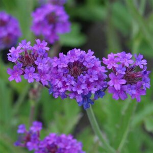 Verbena rigida P9