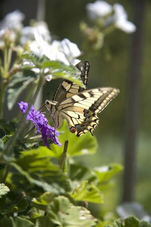 Verbena rigida P9 - afbeelding 2