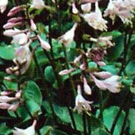 Hosta 'Blue Cadet' P9 - afbeelding 2