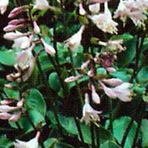 Hosta 'Blue Cadet' P9 - afbeelding 2